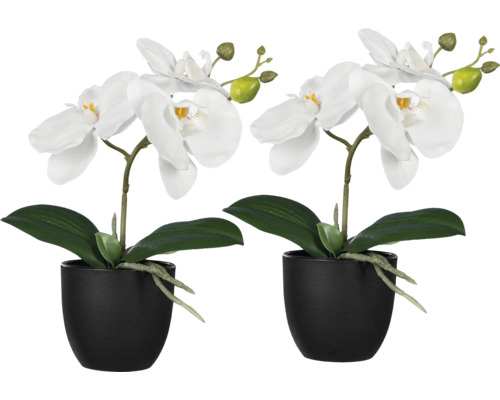 Konstväxt Phalaenopsis 23cm vit i kruka 2-pack