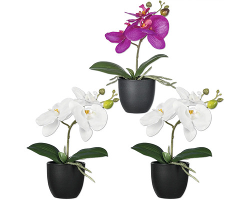 Konstväxt Phalaenopsis 23cm 1 rosa+ 2 vita