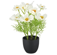 Konstväxt med vita blommor i kruka