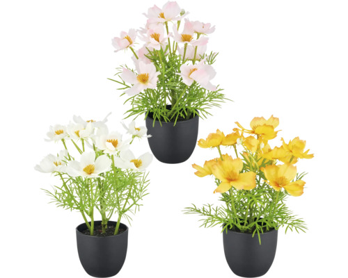 Konstväxt Cosmea 22cm i kruka 3-pack