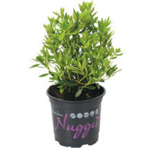 Rhododendron ''Nugget'' i kruka