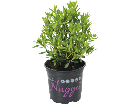 Rhododendron ''Nugget'' i kruka