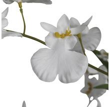 Konstblomma, vita blommor