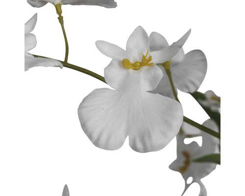 Konstblomma, vita blommor