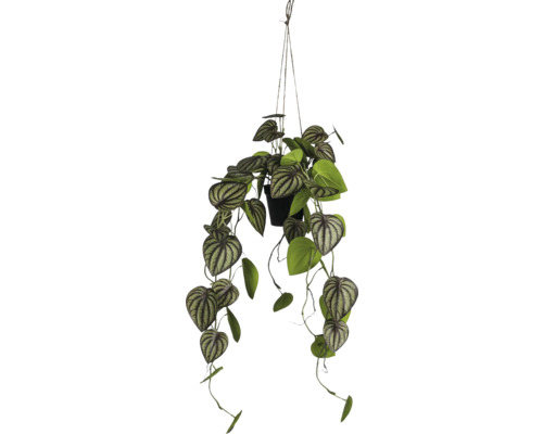 Konstväxt Dvärgpeppar i hängande kruka 85cm grön