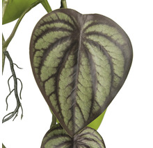 Blad av en konstgjord Peperomia-växt
