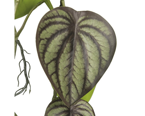 Blad av en konstgjord Peperomia-växt