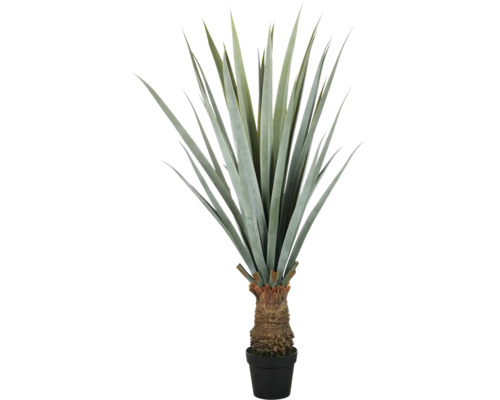Konstväxt Agave angustifolia 140cm i kruka