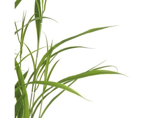 Grässtrån i detalj