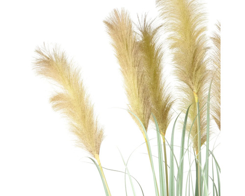 Pampasgräs med strån och vippor