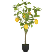 Citronträd i kruka som en krukväxt