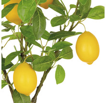 Citronträd med blad och frukter