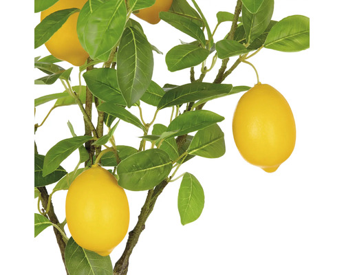 Citronträd med blad och frukter