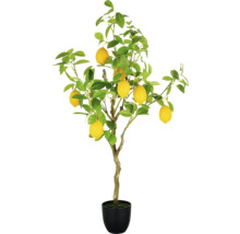 Citron träd i kruka med löv och frukter