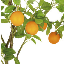 Apelsinträd med blad och apelsiner
