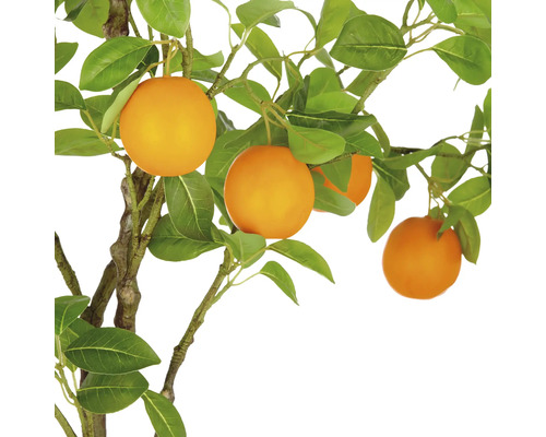 Apelsinträd med blad och apelsiner