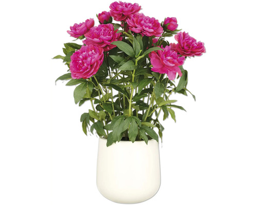 Konstväxt Pion arrangemang 80cm fuchsia i kruka