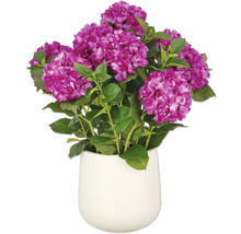 Hortensia i en kruka