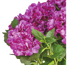 Lila hortensiablommor med gröna blad