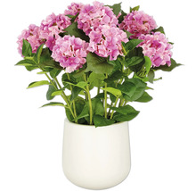 Hortensia i en vit kruka