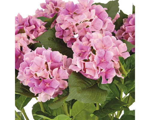 Närbild av hortensiablommor med gröna blad