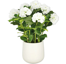 Vit hortensia i kruka som dekoration