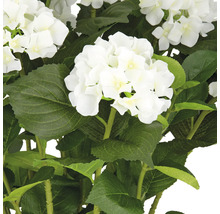 Konstgjorda hortensiablommor med gröna blad