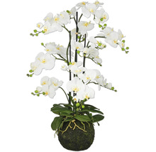 Konstväxt Phalaenopsis 110cm vit på jordboll