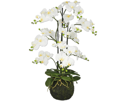Konstväxt Phalaenopsis 110cm vit på jordboll