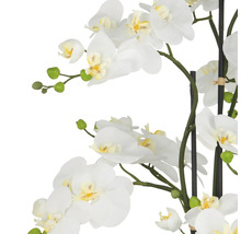 Konstväxt Phalaenopsis 110cm vit på jordboll