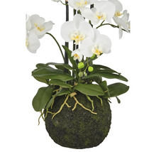 Konstväxt Phalaenopsis 110cm vit på jordboll