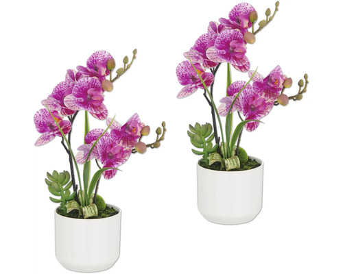 Konstväxt Phalaenopsis 30cm cremerosa i kruka 2-pack