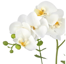 Dekorativ orkidé med vita blommor och gröna knoppar