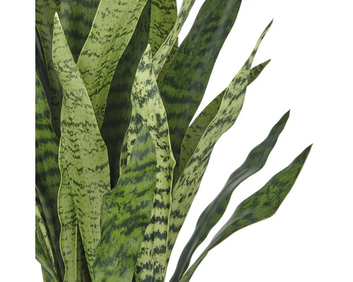 Närbild av en Sansevieria-växt med långa, spetsiga blad