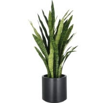 Sansevieria växt i kruka