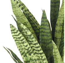 Närbild av en Sansevieria växt med grönmönstrade blad