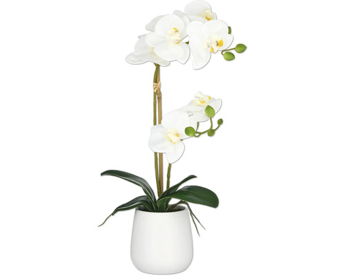 Konstväxt Phalaenopsis 50cm vit i kruka