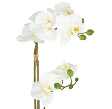 Dekorativ vit orkidé med flera blommor