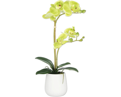 Konstväxt Phalaenopsis 50cm grön i kruka