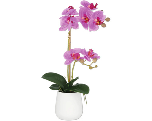 Konstväxt Phalaenopsis 50cm lila i kruka
