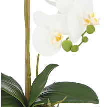 Dekorativ orkidé med vita blommor och gröna blad.