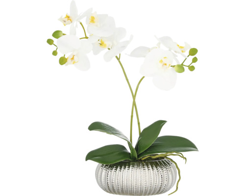 Konstväxt Phalaenopsis 38cm vit i skål