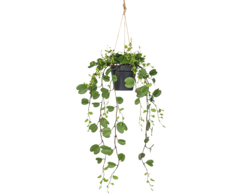 Konstväxt Bauhinia hängande ca 60cm grön i kruka