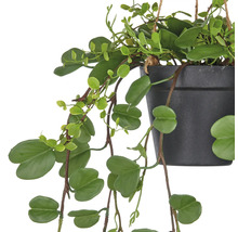 Hängande växt med gröna blad i kruka