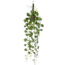 Hängande växt med gröna blad på ett rep