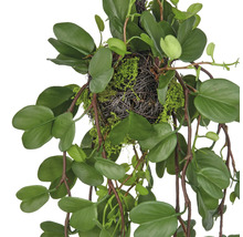 Konstgjord hängande växt med gröna blad och ett rede av mossa