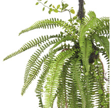Hängande växt med ormbunke och små blad