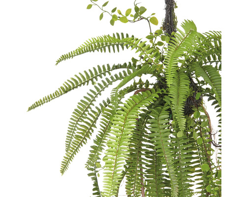 Hängande växt med ormbunke och små blad