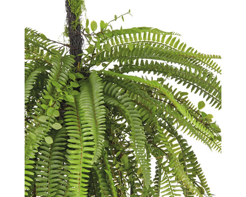 Hängande växt med ormbunksblad för inomhusbruk