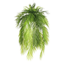 Hängande växt med gröna blad för inomhusbruk